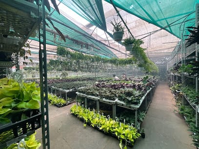 Sanjay Nursery - Best Wholesale Plant Nursery in Pune, India